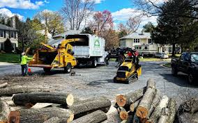 Reliable Winterset, IA Tree Care  Solutions